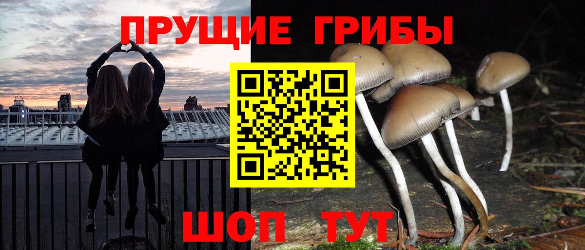 где продают   Галлюциногенные грибы Psilocybine cubensis  Вход с VPN  Заводоуковск  Галлюциногенные грибы GOLDEN TEACHER 